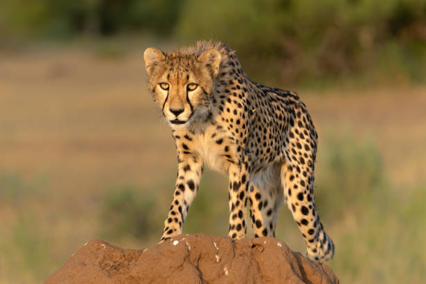 istock Cheetah on a termite hill in Mashatu Game Reserve 2165514379