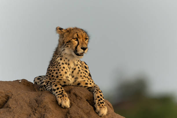 istock Cheetah on a termite hill in Mashatu Game Reserve 2165514527
