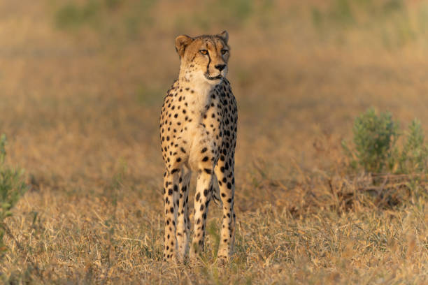 istock Cheetah in Mashatu Game Reserve 2165514529