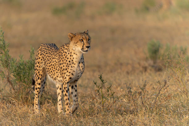 istock Cheetah in Mashatu Game Reserve 2165514530
