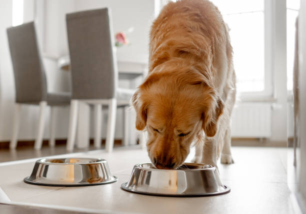 istock Golden Retriever Dog Eats From Bowl In Kitchen 2165514824