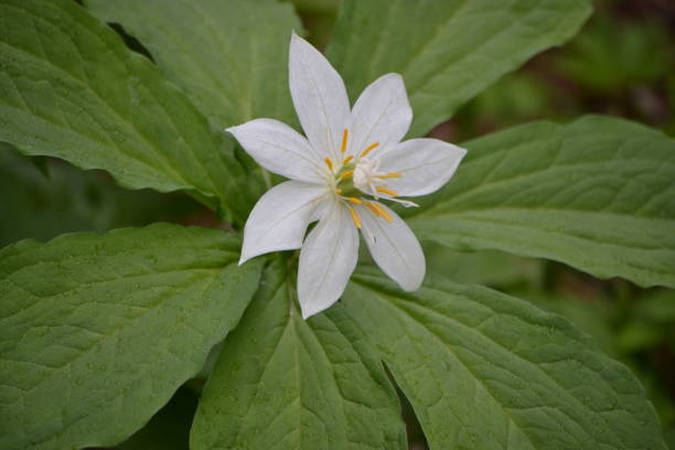 istock A beautiful large white flower 2165514850