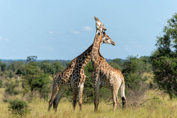 istock Giraffe fighting in Kruger National Park 2165514928