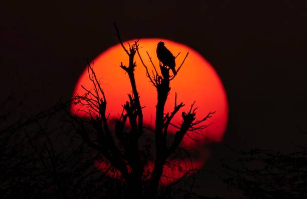 istock Silhouette view of an eagle perched on a tree with bare branches at sunset 2165516512