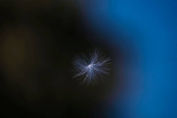 A closeup shot of a single dandelion seed floating against a blurred blue gradient background