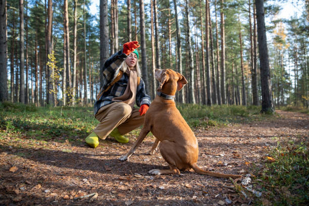 istock Woman training dog teaching sit command holding food in hand walking in pine tree forest. 2165519402