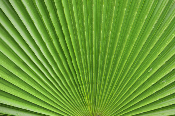 I found a beautiful juicy palm leaf on the side of the road and the color and shape inspired me