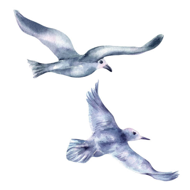 istock Two birds blue grey color flying hand drawn watercolor isolated. Seabird spread wings in flight botanical sketch illustration. Herring gull pair painted. Coastal birds avian art for book illustration. 2165521304