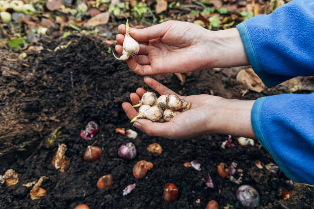 istock hands holding muscari bulbs before planting in the ground 2165521333