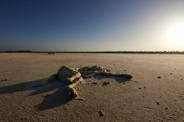 dog cemetery salt desert-here the regional dogs go to die-it is a large salt desert, a dried out lake