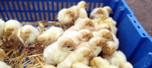 istock A few of live chickens in a box 2165523503