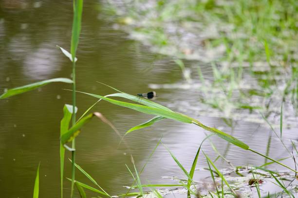 Banded demoiselle damselfly perched on a long grass leaf