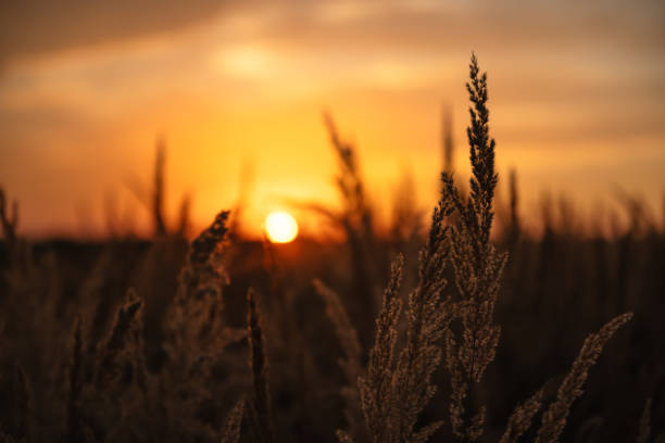 istock Field of grass during sunset 2165523724