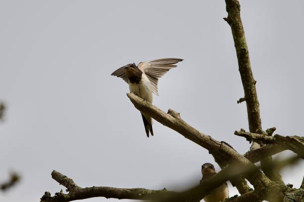 istock Barn swallow bird perched on twigs and branches 2165524066