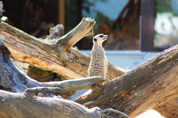 a Meerkat family survives in the desert of southern Africa