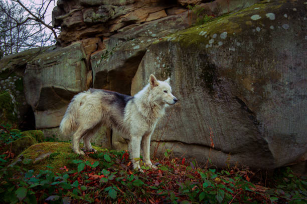 animal themes wolf in autumn mountain forest landscape October environment space wilderness country side natural scenery
