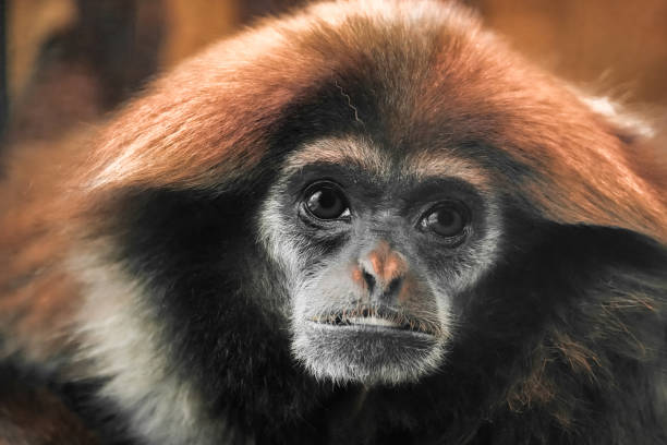 portrait of a white-handed gibbon. animal in close-up. hylobates lar. lar gibbon - hayvan temaları lar stok fotoğraflar ve resimler