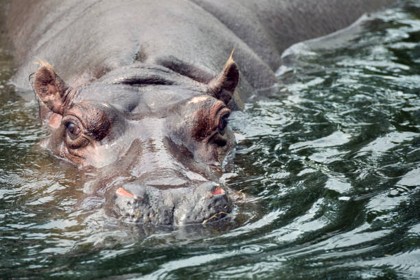 istock Hippopotamus swimming in the water 2165529061