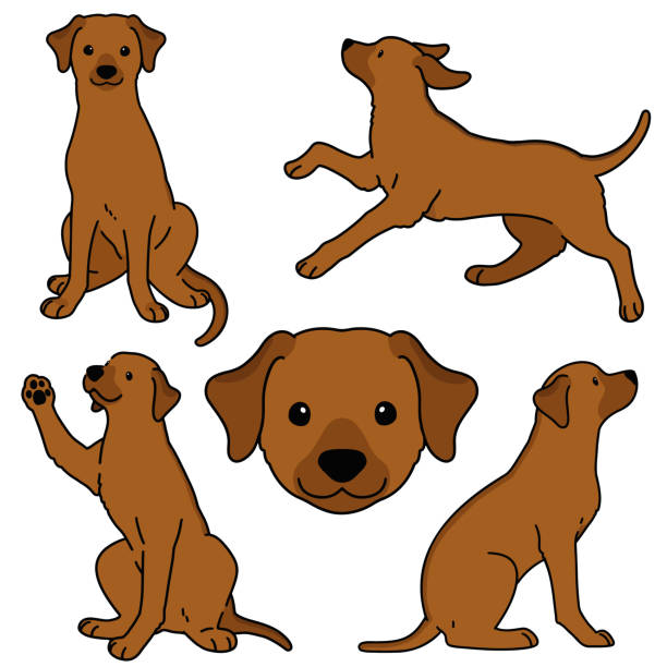 Rhodesian Ridgeback Animation 70+ Rhodesian Ridgeback Isolated Stock Illustrations, Royalty-Free ...
