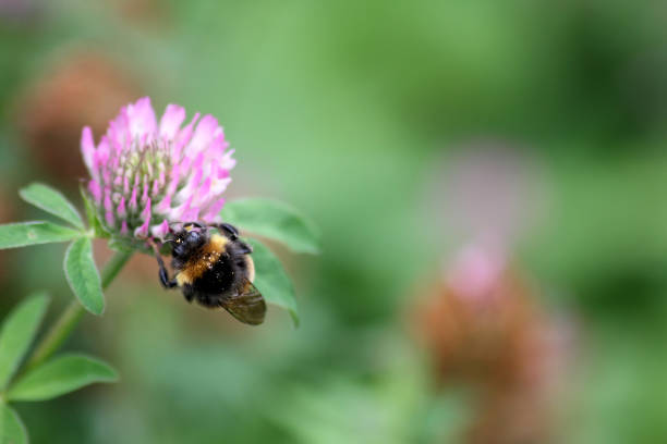 A cute bumble bee with pollen all over it