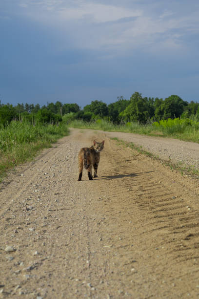 Cat walking on a sandy road, traversing a trail, road photography