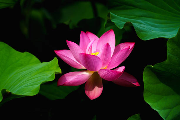 istock Chinese beauty: Pink lotus in sunlight with green leaf 2165530761