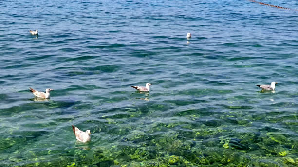 istock seagulls swimming in the sea 2165531190