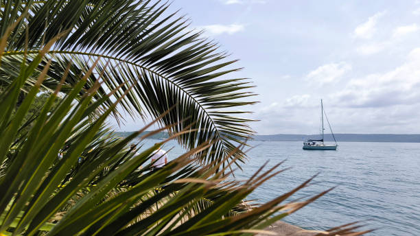 istock palm growing by the sea 2165531208