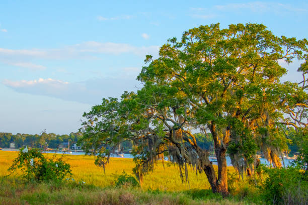 istock Live Oak Tree along the bay-Hilton Head, South Carolina 2165531417
