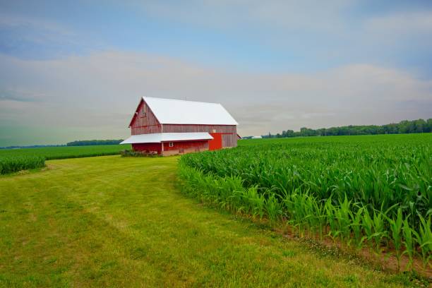 istock Old Weathered Red Barn in a corn field-Tipton County, Indiana 2165531443