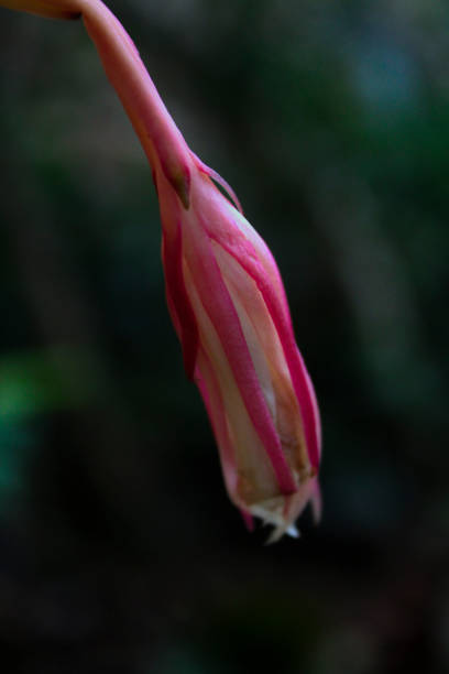 red flower buds have not bloomed yet