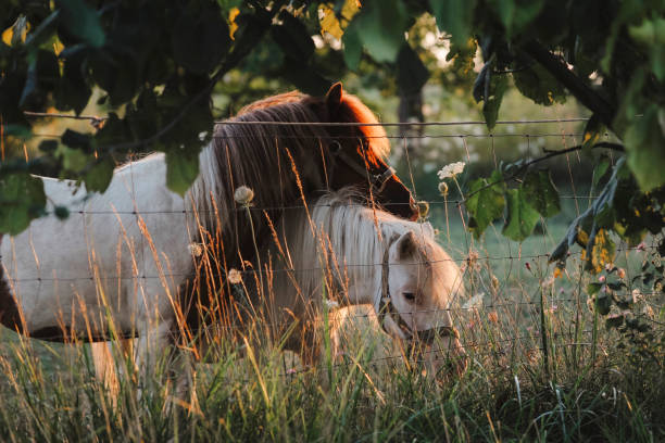 Icelandic horse closeup lying down in stable paddock in Iceland morning countryside rural farm valley in north by Akureyri