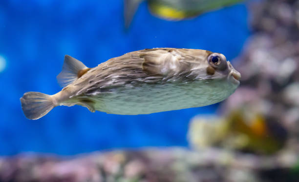 istock Tropical fish in an aquarium on a blue background, close-up 2165533653