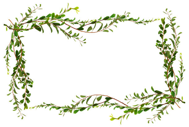 Twigs with small green leaves in a floral frame isolated on white background