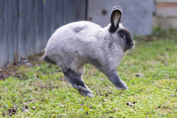 A beautiful lop rabbit against an isolated background of long green grass