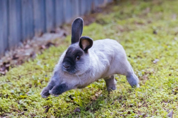 A beautiful lop rabbit against an isolated background of long green grass