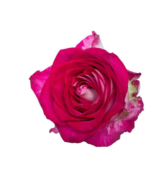 istock Pink rose top view. Beautiful single light flower isolated on white background. Natural object for design to Valentines Day, mother Day, anniversary, wedding 2165538510