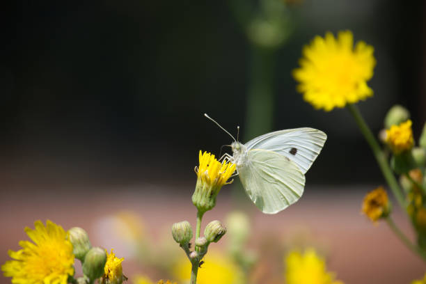 istock Large white cabbage butterfly on yellow flowers in a natural setting 2165538600