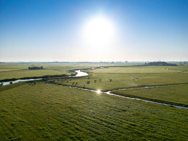 low morning sun shines over meadows with cows and willows  in ooijpolder near nijmegen in the netherlands on early summer morning