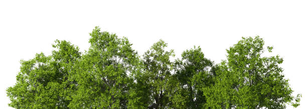 istock Greenery jungle trees landscape on white backgrounds 3d illustration 2165539359