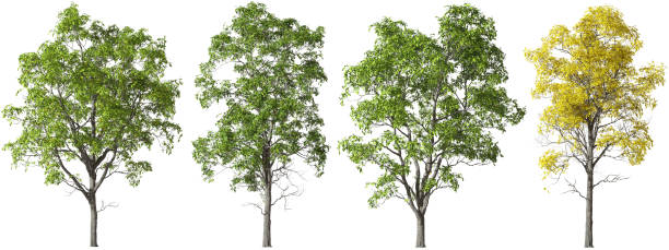 istock Single large trees standing shapes collection cut-out white backgrounds 3d render 2165539361
