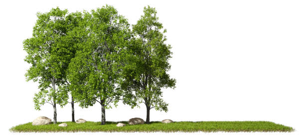 istock Landscaping jungle trees with copy-space cutout white backgrounds 3d render 2165539362