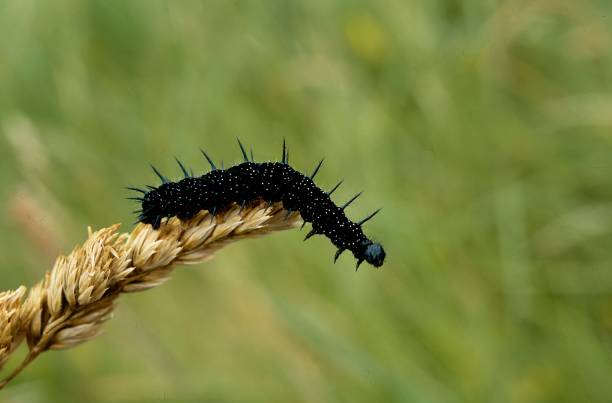 Peacock Butterfly caterpillar