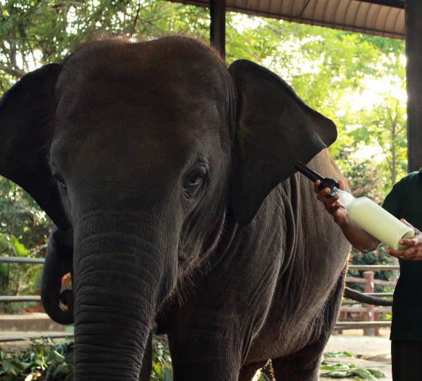 istock Providing proper Elephant Care at an established Wildlife Sanctuary is essential 2165539621