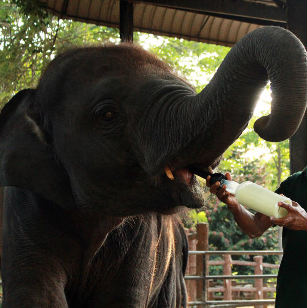 istock A baby elephant is being lovingly bottlefed by a dedicated caregiver 2165539734
