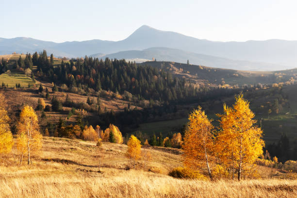 istock Yellow birchs on mountain meadow 2165539824