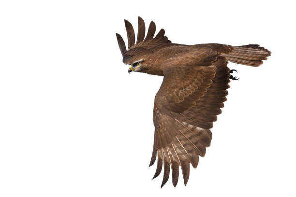 istock bird of prey in flight isolated on white 2165540011