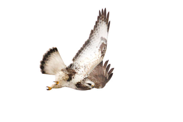 istock Bird of prey, Rough-legged Buzzard in flight isolated on white 2165540012