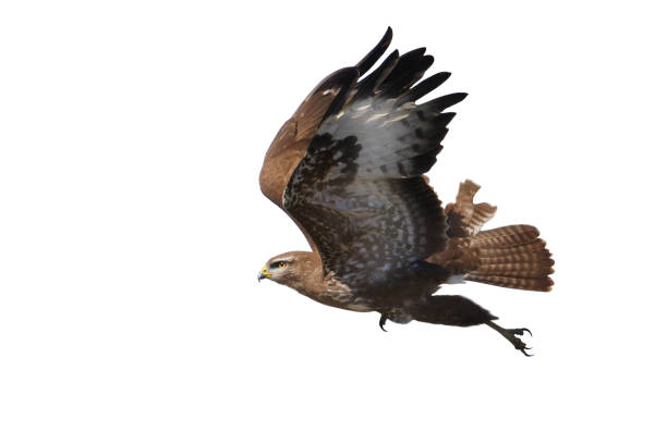 istock bird of prey on takeoff isolated on white 2165540014