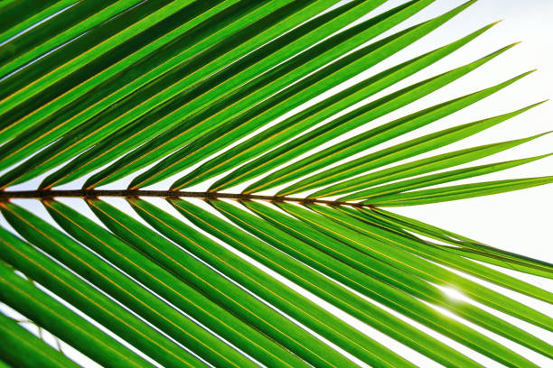 Close up palm leaf, showcasing its intricate texture and vibrant green hues